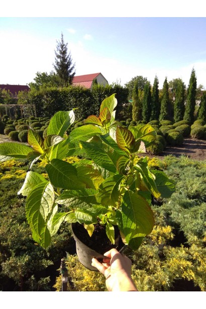 Гортензія широколиста Міс Саорі - 3л/вис.20-30см/Ø15-25см